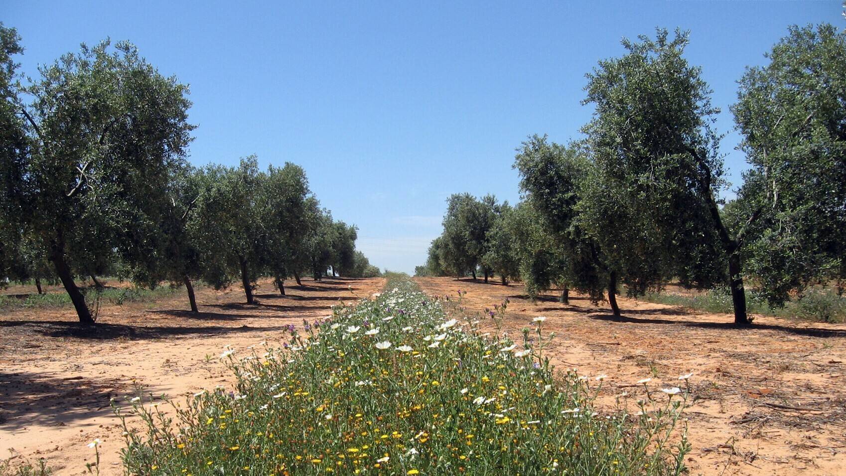 cubiertas-vegetales-xylella-fastidiosa|mostaza blanca